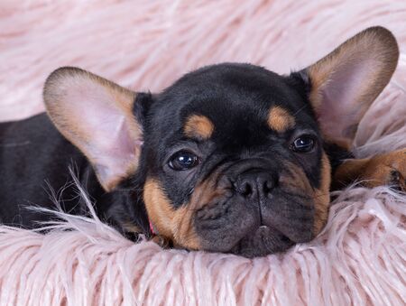 TheÂ French BulldogÂ is aÂ breedÂ ofÂ domestic dog.の写真素材