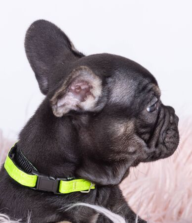 TheÂ French BulldogÂ is aÂ breedÂ ofÂ domestic dog.の写真素材