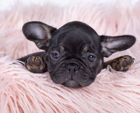 TheÂ French BulldogÂ is aÂ breedÂ ofÂ domestic dog.の写真素材