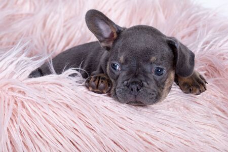 TheÂ French BulldogÂ is aÂ breedÂ ofÂ domestic dog.の写真素材