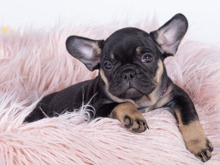 TheÂ French BulldogÂ is aÂ breedÂ ofÂ domestic dog.の写真素材