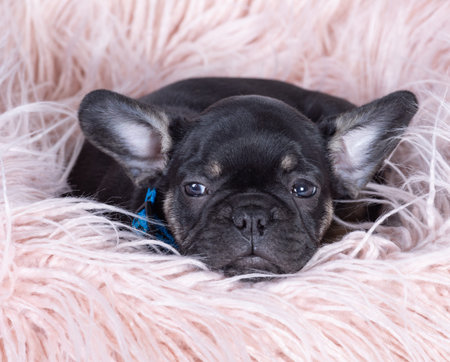 TheÂ French BulldogÂ is aÂ breedÂ ofÂ domestic dog.の写真素材