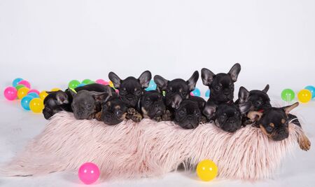 TheÂ French BulldogÂ is aÂ breedÂ ofÂ domestic dog.の写真素材