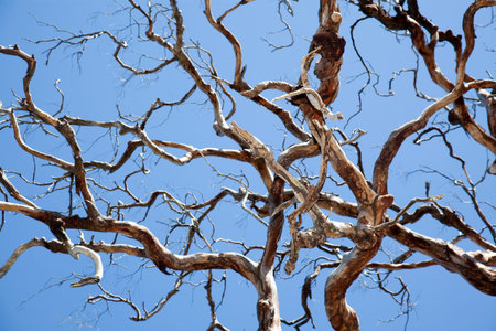 dead tree with many branches that seems creepyの写真素材