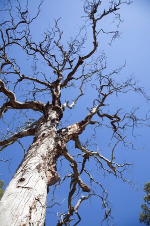 dead tree with many branches that seems creepyの写真素材