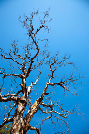 dead tree with many branches that seems creepyの写真素材