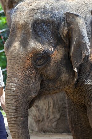 elephant portrait this is indian elephantの写真素材