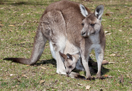 mother kangaroo with baby squashed into pouchの写真素材