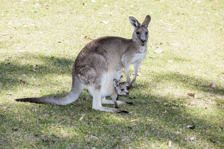 mother kangaroo with baby squashed into pouchの写真素材