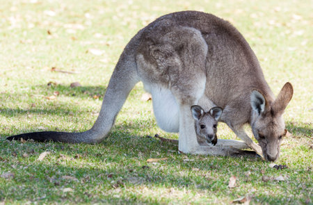 mother kangaroo with baby squashed into pouchの写真素材