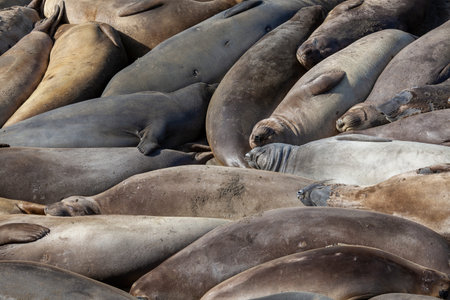 seals on the California coast USAの写真素材