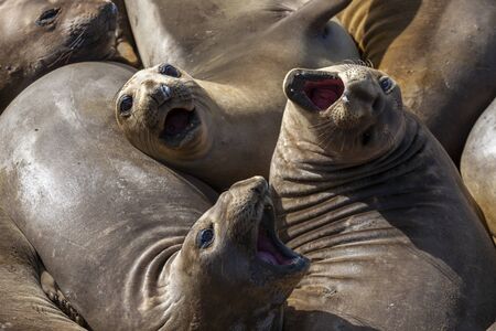three singing seals on the California coast USAの写真素材