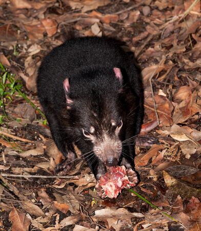 The Tasmanian devil is a carnivorous marsupial of the family Dasyuridae. It was once native to mainland Australia and is now found in the wild only on the island state of Tasmania,の写真素材