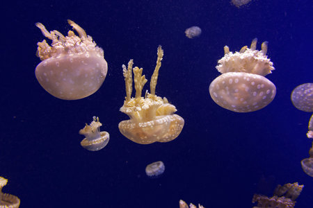 upside down jelly fish