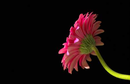 Gerbera Daisy Profile on Blackの写真素材