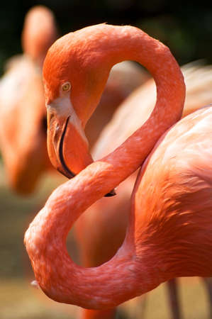 red flamingo bird S-shaped neck japanese zooの写真素材