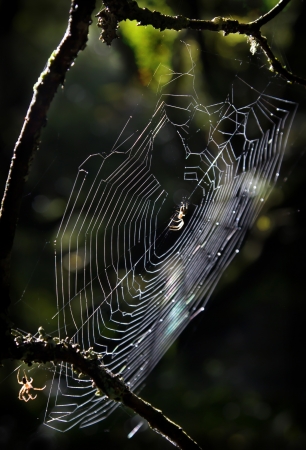 Spiders webの写真素材