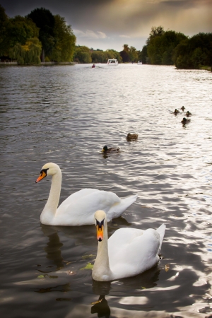 Swansa at Marlowの写真素材