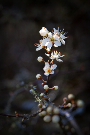 Spring Blossom 2の写真素材