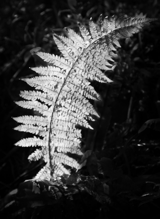 Backlit fern monoの写真素材