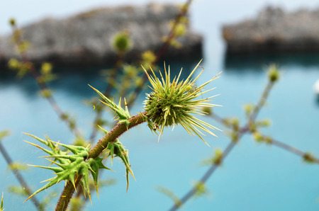A prickly flower against the sea. A beautiful view of the Gulf of Anthony Quinn.の写真素材