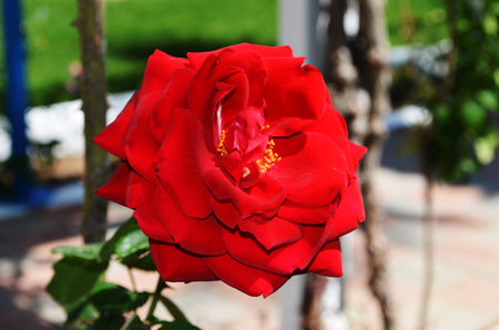 Red rose. Flower of love. Photo taken at the Greek island of Rhodes. Beautiful colors of the island.の写真素材