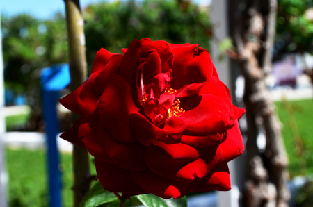 Red rose. Flower of love. Photo taken at the Greek island of Rhodes. Beautiful colors of the island.の写真素材