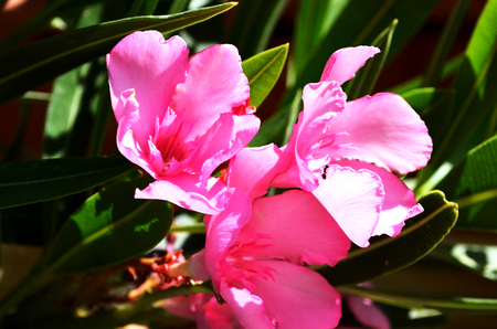 Pink flower Greece Rhodes Pink Flowerの写真素材