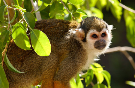 Close up of a common squirrel monkey perched in a tree branch.  This monkey lives in captivity in a...