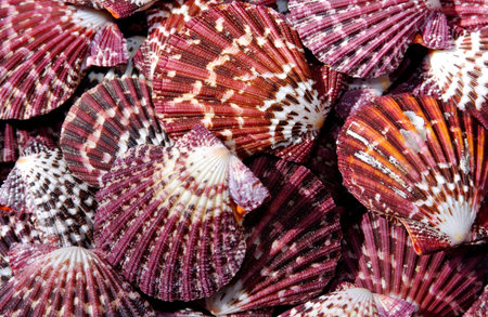 Group of colorful purple scallop shells.