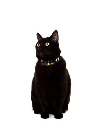 A portrait of a beautiful black cat sitting down on a white background.の写真素材