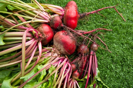 Fresh organic beets just picked from the garden shot on green grass.の写真素材