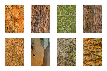 Set of 8 tree bark textures.の写真素材