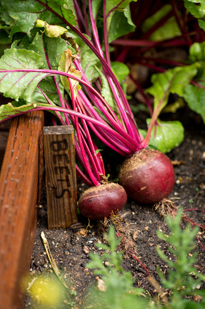 Fresh organic beets just picked from the garden shot in a garden box next to a sign that reads beets.の写真素材