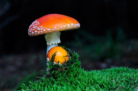 mushroom among the moss with dark backgroundの写真素材