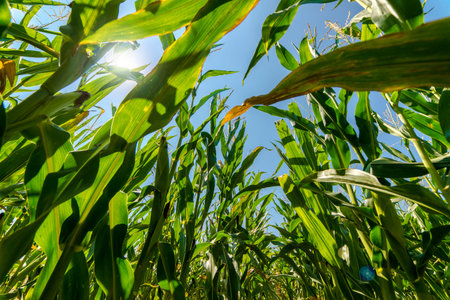 Corn or maize field growing on during summer in rays of sun
