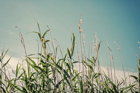 Wild cane field in blue sky. Stalks of cane.の写真素材