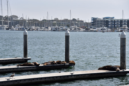 Sea Lions on the boat docks in Marina Del Rey in southern Californiaの写真素材