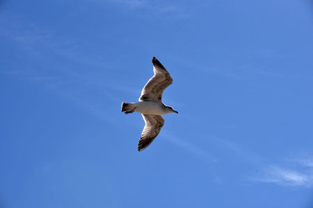 Unique photo of a seagull holding a stationary postion in a strong ...