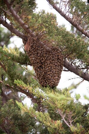 A giant honeycomb in a tree with swarms of bees on itの写真素材