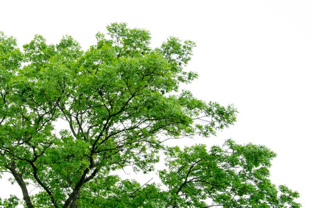 Green tree isolated on white background