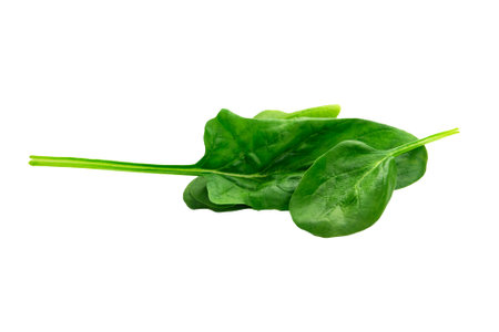 Spinach leaves isolated on white background with clipping path and full depth of fieldの写真素材