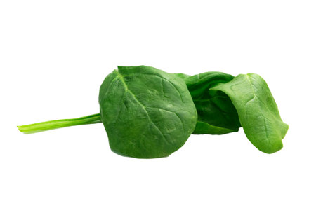 Spinach leaves isolated on white background. Healthy food concept.の写真素材