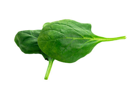 Spinach leaves isolated on white background. Clipping path.の写真素材