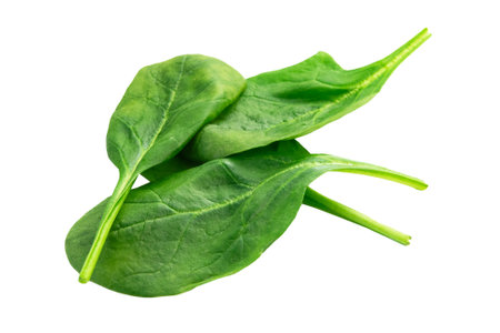Spinach leaves isolated on white background. Clipping path.の写真素材