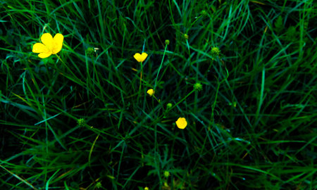 Yellow flowerの写真素材