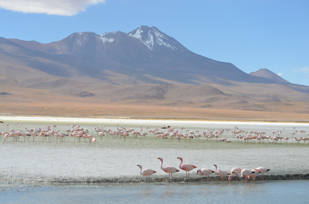 Flamingos on Laguna Hedionda, in the Reserva Nacional Eduardo Avaroa, Bolivia.の写真素材