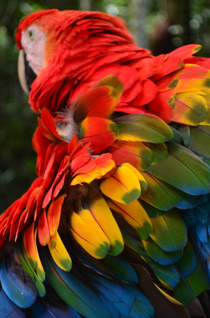 Colorful plumage of a Macaw in the Amazon rainforest