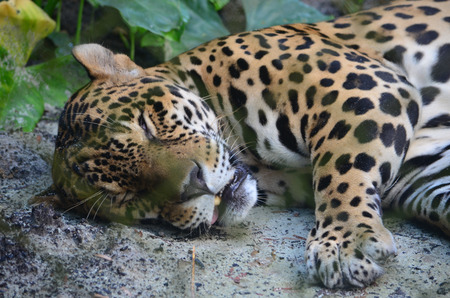 A Jaguar in the Amazon rain forest. Iquitos, Peruの写真素材