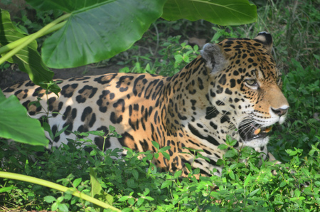 A Jaguar in the Amazon rain forest. Iquitos, Peruの写真素材
